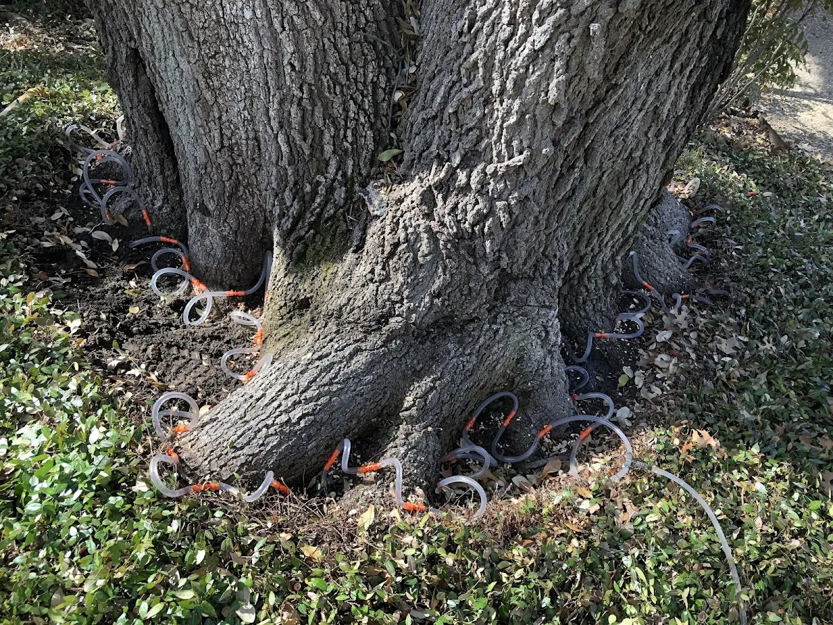 Detailed Tree Cabling and Bracing job site in Sebeka
